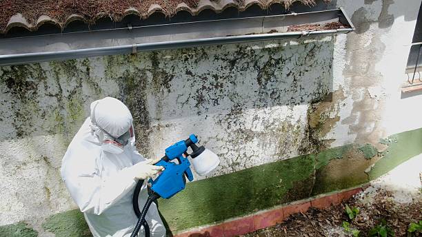 Top rated local Mold Remediation specialists in Tappahannock, VA